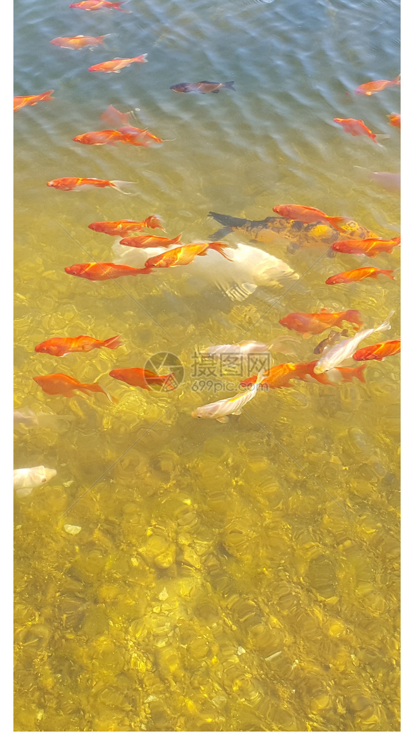 水中的锦鲤手机壁纸模板素材 正版图片 摄图网