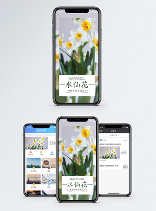 水仙花手机海报配图图片