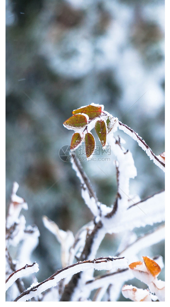 雪手机壁纸图片