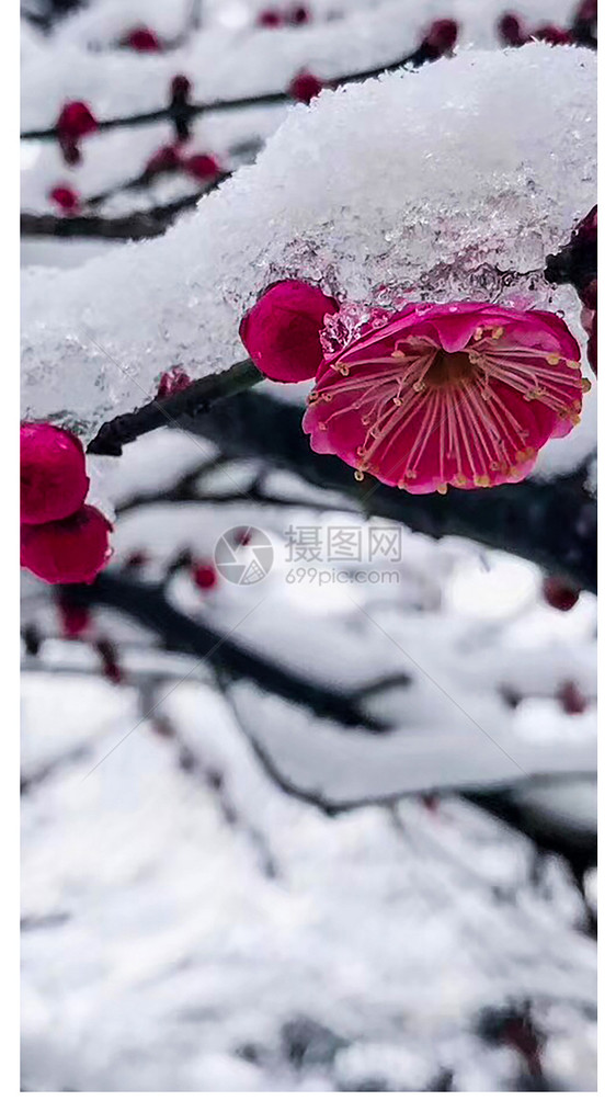 雪景梅花手机壁纸图片