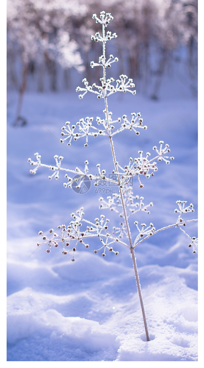 雪景一棵小树手机壁纸模板素材 正版图片 摄图网