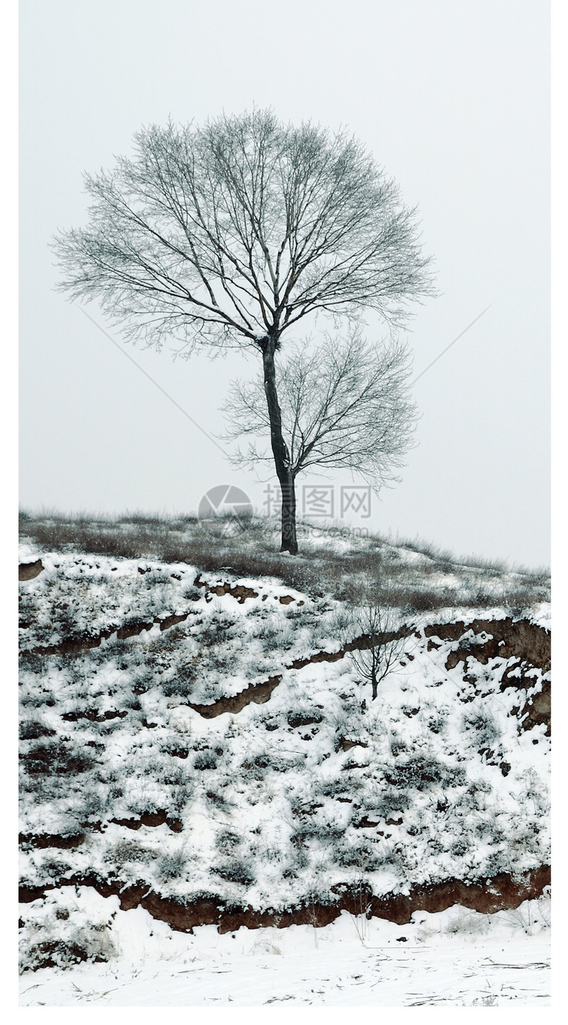 雾凇雪景手机壁纸模板素材 正版图片 摄图网 雾凇雪景手机壁纸模板素材 正版图片 摄图网