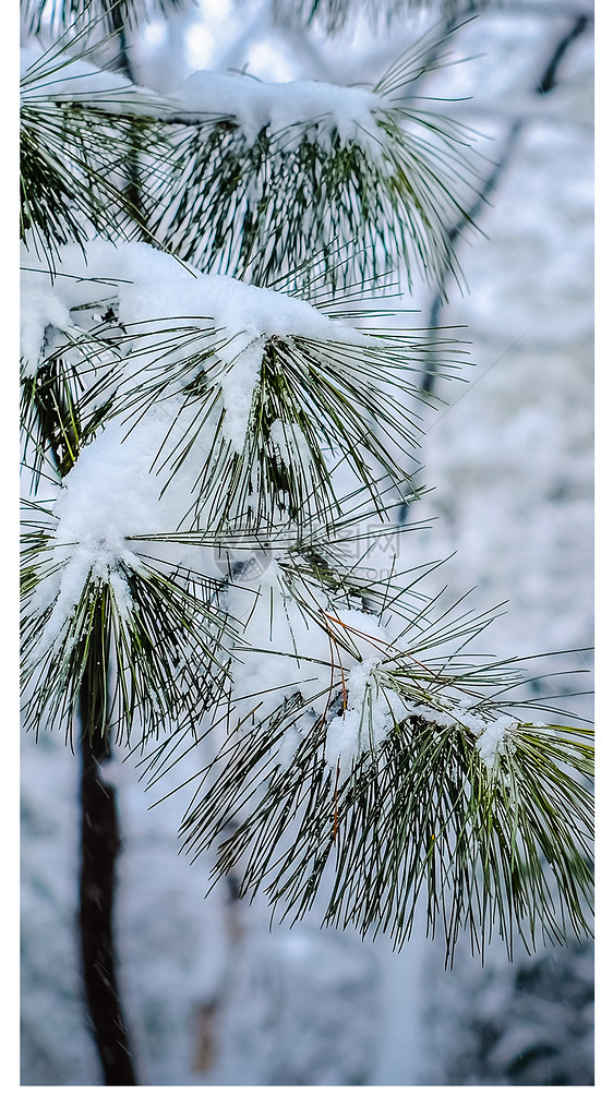 挂满积雪的松枝手机壁纸图片