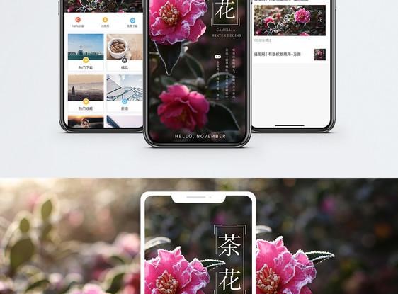 茶花手机海报配图图片