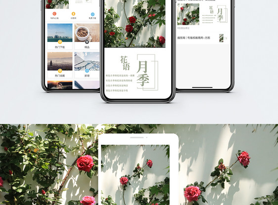 月季手机海报配图图片