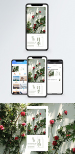 月季手机海报配图图片