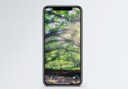 阳光下的大榕树手机壁纸高清图片