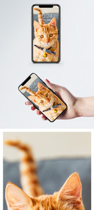 猫咪手机壁纸图片