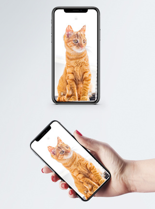 喵星人橘猫手机壁纸图片