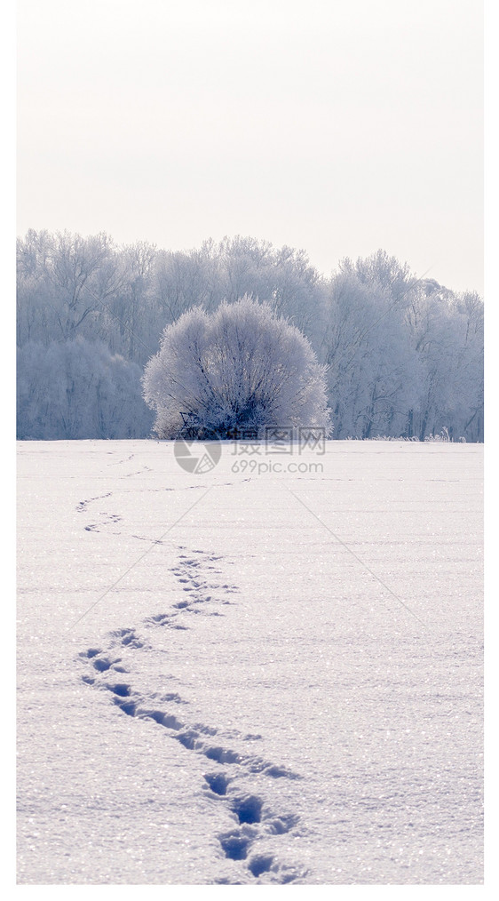 雪地手机壁纸图片