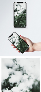 松树积雪手机壁纸图片