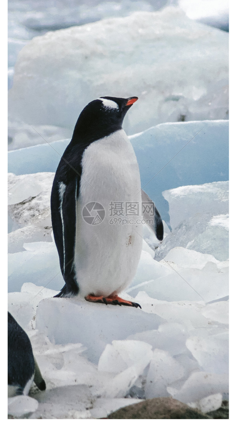 南极企鹅手机壁纸模板素材 正版图片 摄图网
