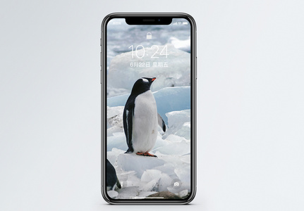南极企鹅手机壁纸图片