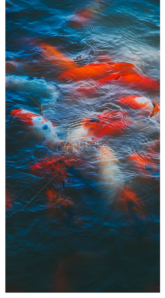 水池里的锦鲤手机壁纸图片