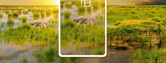 世界湿地日手机海报配图图片