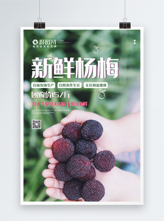 新鲜杨梅上市美食海报图片