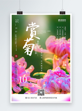 清新简洁重阳节赏菊花促销海报图片