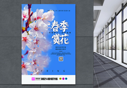 蓝天和十月樱花图片 蓝天和十月樱花素材 蓝天和十月樱花高清图片 摄图网图片下载