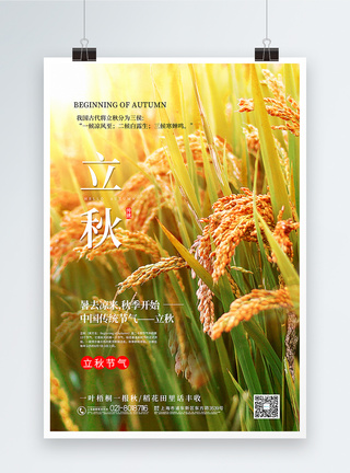 秋天水稻写实风立秋节气海报模板