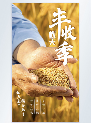 秋季稻谷丰收摄影海报图片