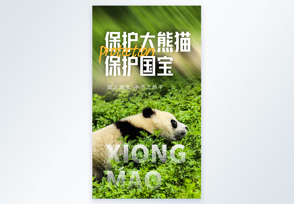 熊猫群体保护大熊猫摄影图海报设计模板
