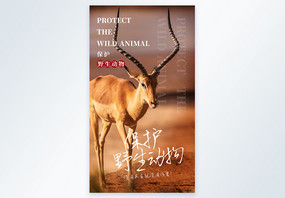 保护野生动物摄影图海报设计图片