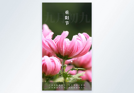 九月初九重阳节摄影图海报设计高清图片