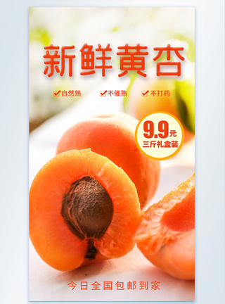 新鲜黄杏摄影图海报图片