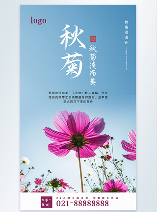 秋菊摄影图海报图片