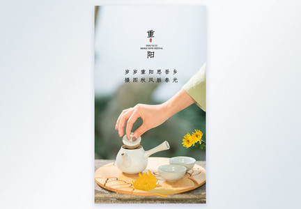 重阳节饮菊花茶摄影图海报图片