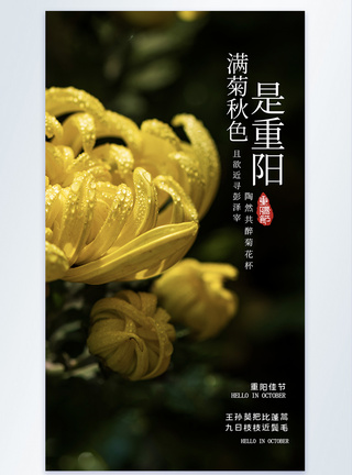 菊花重阳节摄影海报设计图片