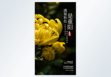 菊花重阳节摄影海报设计图片