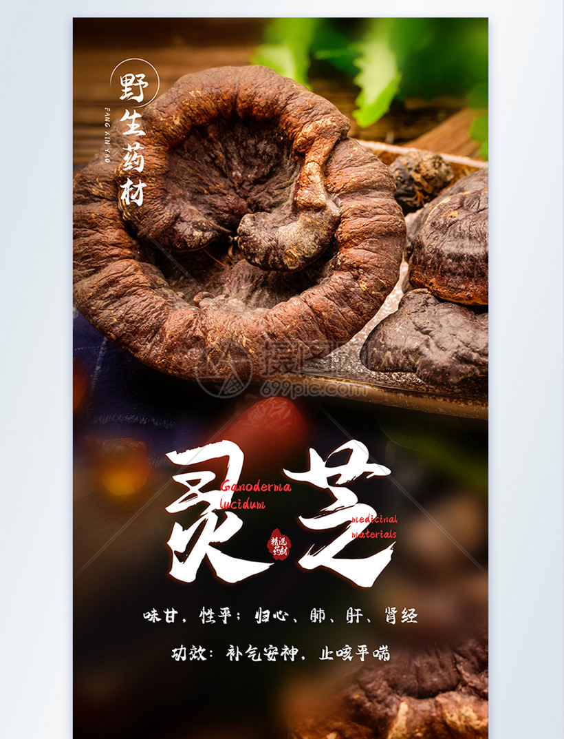 野生灵芝药材摄影海报