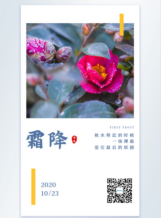 山茶花上的霜霜降摄影图海报模板