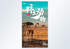 野生动物长颈鹿摄影图海报设计图片