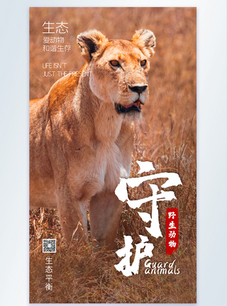 野生动物摄影图海报设计图片