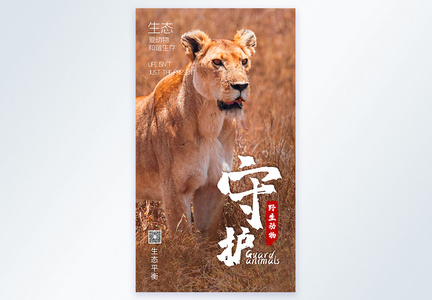 野生动物摄影图海报设计图片