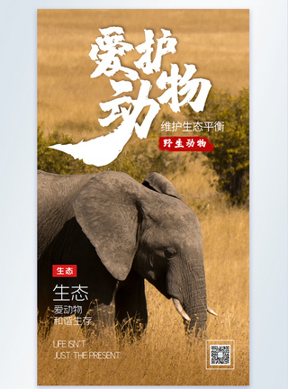 大象摄影图海报设计图片