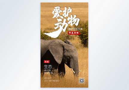 大象摄影图海报设计图片