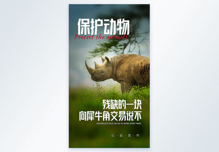 保护动物犀牛摄影图海报图片