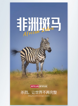 保护动物非洲斑马摄影图海报图片