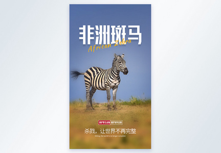 保护动物非洲斑马摄影图海报图片