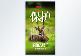 保护动物直角大羚羊摄影图海报图片