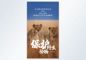 保护野生动物非洲狮子摄影图海报图片