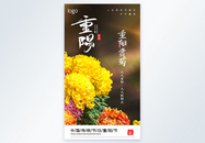 重阳节菊花摄影图海报图片