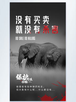 保护野生动物大象摄影图海报图片