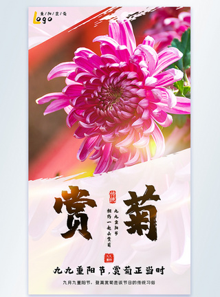 菊花盛开重阳赏菊摄影图海报模板