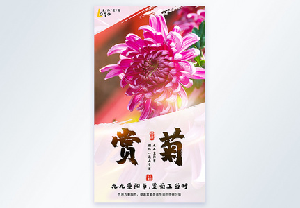 重阳赏菊摄影图海报高清图片