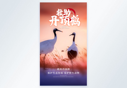 保护稀有动物救助丹顶鹤摄影图海报图片