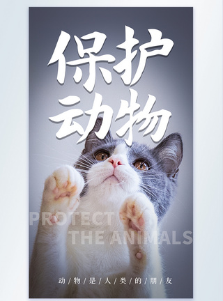 保护动物公益摄影图海报图片